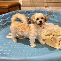 Adam, a male Shichon for sale in Millmont, PA – Photo 6 of 8