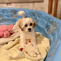 Adam, a male Shichon for sale in Millmont, PA – Photo 3 of 8