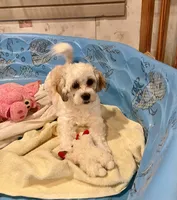 processed/6b8f1ba0-53c4-44aa-9a40-96ba513b41a5/listing/2172019c-9195-44ff-931d-fe7d4ced35b0/2c428013-0dd6-40a4-9c7d-6f8c92af9731