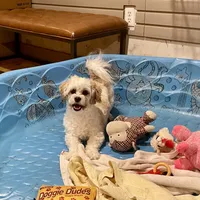 Adam, a male Shichon for sale in Millmont, PA – Photo 2 of 8
