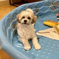 Adam, a male Shichon for sale in Millmont, PA – Photo 8 of 8