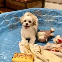 Adam, a male Shichon for sale in Millmont, PA – Photo 1 of 8