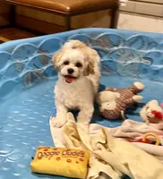 processed/6b8f1ba0-53c4-44aa-9a40-96ba513b41a5/listing/2172019c-9195-44ff-931d-fe7d4ced35b0/cade93f3-0b6f-41e0-ad74-cf60310b22b3