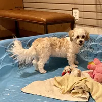 Adam, a male Shichon for sale in Millmont, PA – Photo 5 of 8