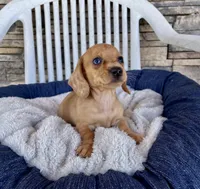 Fawn, a female Miniature Dachshund for sale in Millmont, PA – 5 of 5