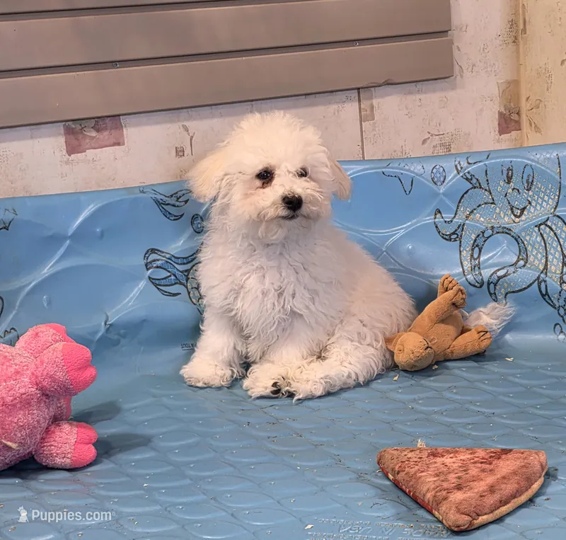 Blake – Bichon Frise puppy for sale in Millmont, PA