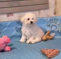 Blake, a male Bichon Frise for sale in Millmont, PA – 1 of 10