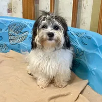 Lynn, a male Shichon for sale in Millmont, PA – Photo 2 of 8