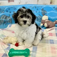 Lynn, a male Shichon for sale in Millmont, PA – Photo 6 of 8
