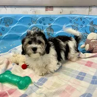 Lynn, a male Shichon for sale in Millmont, PA – Photo 7 of 8