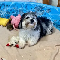 Lynn, a male Shichon for sale in Millmont, PA – Photo 4 of 8