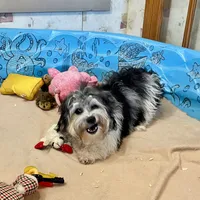 Lynn, a male Shichon for sale in Millmont, PA – Photo 3 of 8