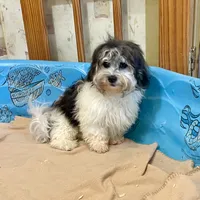 Lynn, a male Shichon for sale in Millmont, PA – Photo 1 of 8