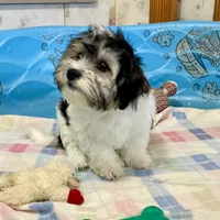 Lynn, a male Shichon for sale in Millmont, PA – Photo 8 of 8