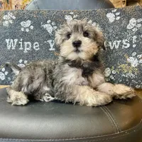 Owen, a male Miniature Schnauzer for sale in Millmont, PA – Photo 3 of 5
