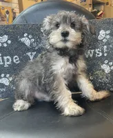 Owen, a male Miniature Schnauzer for sale in Millmont, PA – Photo 4 of 5