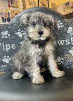 Owen, a male Miniature Schnauzer for sale in Millmont, PA – Photo 5 of 5