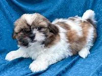 Simba, a male Shih Tzu for sale in Millmont, PA – 2 of 4
