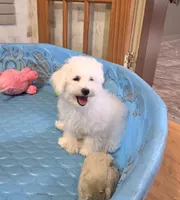 Belle, a female Bichon Frise for sale in Millmont, PA – 1 of 5