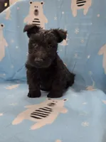 Murrey, a male Scottish Terrier for sale in Millmont, PA – 1 of 7