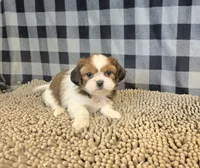 Shih Tzu, a male Shih Tzu for sale in Millmont, PA – 3 of 5