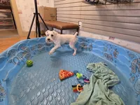Steve, a male Miniature Schnauzer for sale in Millmont, PA – 3 of 9