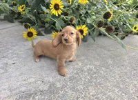 Hope, a female Miniature Dachshund for sale in Millmont, PA – 5 of 8