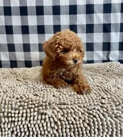 Nancy, a female Poodle - Miniature  for sale in Millmont, PA – 4 of 6