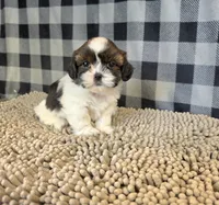 Andy, a male Shih Tzu for sale in Millmont, PA – 5 of 5