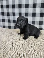 Odie, a male Scottish Terrier for sale in Millmont, PA – 2 of 3