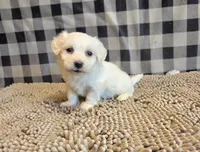 Seth, a male Bichon Frise and Coton de Tulear for sale in Millmont, PA – 3 of 7