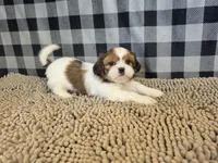Shih Tzu, a male Shih Tzu for sale in Millmont, PA – 5 of 5
