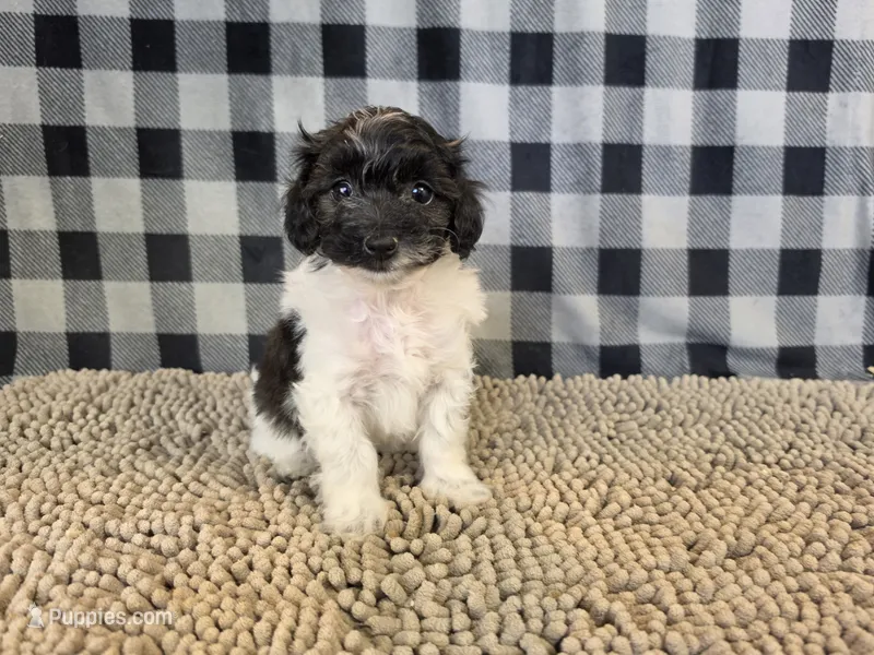 Reta – Coton de Tulear, Poodle - Miniature  puppy for sale in Millmont, PA