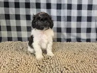 Reta, a female Coton de Tulear and Poodle - Miniature  for sale in Millmont, PA – 1 of 5