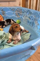 Kenny, a male Miniature Dachshund for sale in Millmont, PA – 5 of 8