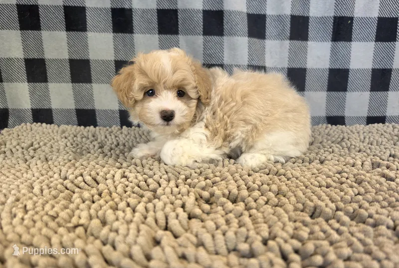 Ricky – Coton de Tulear, Poodle - Miniature  puppy for sale in Millmont, PA