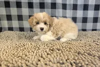 Ricky, a male Coton de Tulear and Poodle - Miniature  for sale in Millmont, PA – 1 of 5