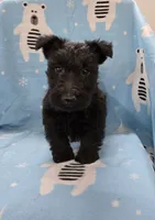 Murrey, a male Scottish Terrier for sale in Millmont, PA – 5 of 7
