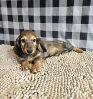 Tanner, a male Miniature Dachshund for sale in Millmont, PA – 1 of 5