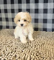Rayne, a female Coton de Tulear and Poodle - Miniature  for sale in Millmont, PA – 3 of 5