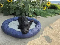 Willa, a female Scottish Terrier for sale in Millmont, PA – 8 of 8
