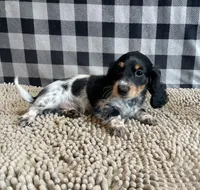 Nathan, a male Miniature Dachshund for sale in Millmont, PA – 5 of 5