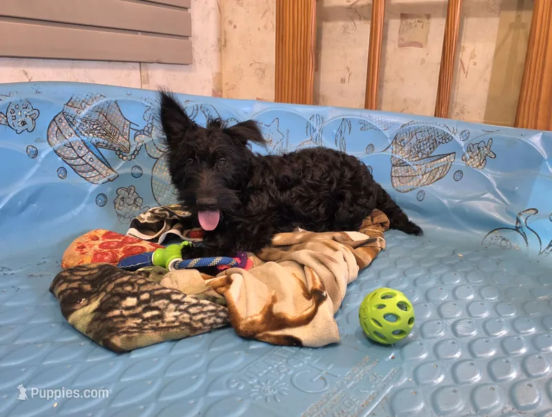 Shelly – Scottish Terrier puppy for sale in Millmont, PA