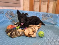 Shelly, a female Scottish Terrier for sale in Millmont, PA – 1 of 6