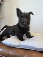 Murrey, a male Scottish Terrier for sale in Millmont, PA – 6 of 10