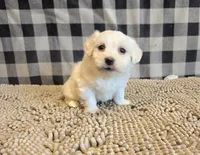 Stella, a female Bichon Frise and Coton de Tulear for sale in Millmont, PA – 4 of 6