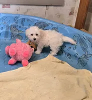 Blake, a male Bichon Frise for sale in Millmont, PA – 5 of 10