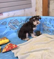 Sherlock, a male Miniature Schnauzer for sale in Millmont, PA – Photo 6 of 7