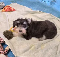 Sherlock, a male Miniature Schnauzer for sale in Millmont, PA – Photo 2 of 7