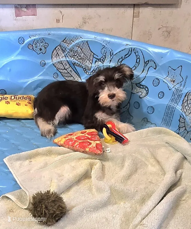Sherlock – Miniature Schnauzer puppy for sale in Millmont, PA